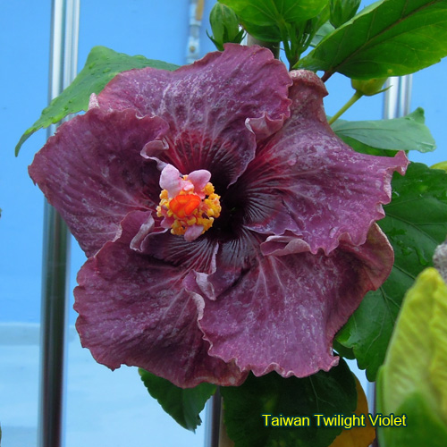 Taiwan Twilight Violet